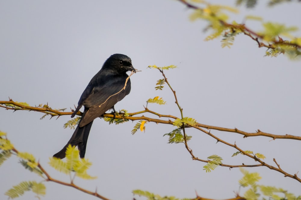 uccello nero appollaiato sul ramo di un albero durante il giorno