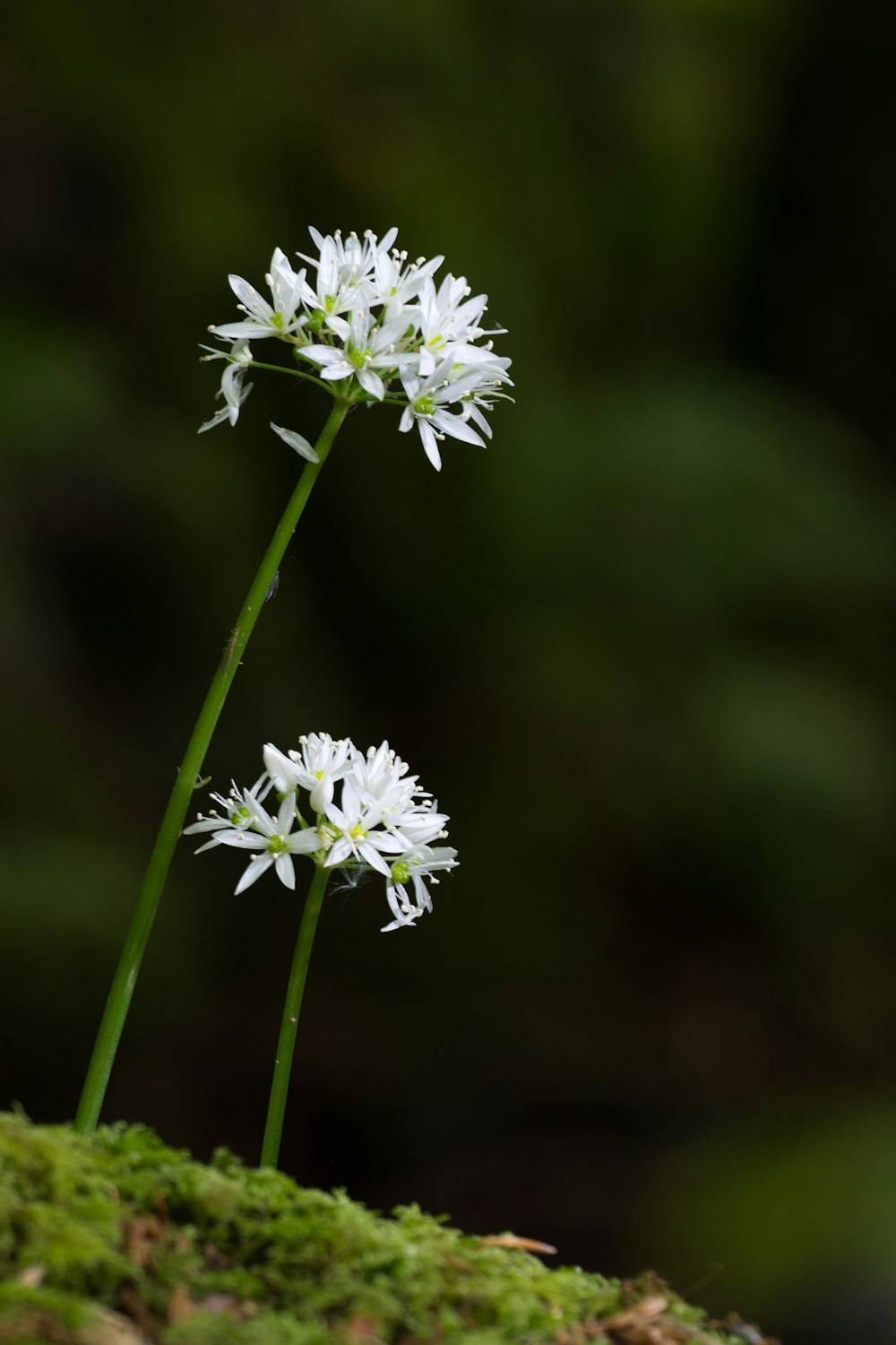 Flores blancas en lente de cambio de inclinación