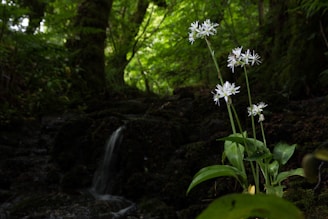 A peaceful nature scene representing healing and personal growth.