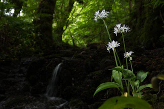 A peaceful nature scene symbolizing inner healing and growth.
