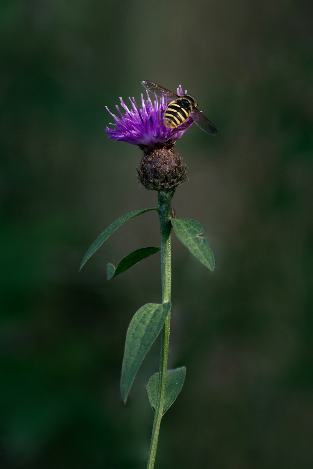 abeja negra y amarilla en flor púrpura