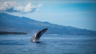 Book Whale Watching on RENTOS