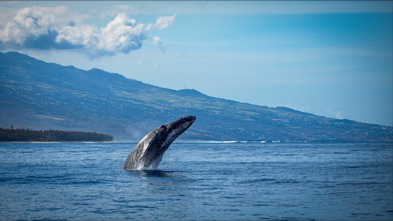 Book Whale Watching on RENTOS