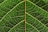 A close-up view of a green leaf with intricate vein patterns. The veins create a network across the leaf, highlighted by natural sunlight.