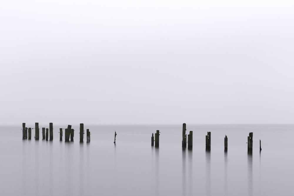 Foto in scala di grigi dello specchio d'acqua