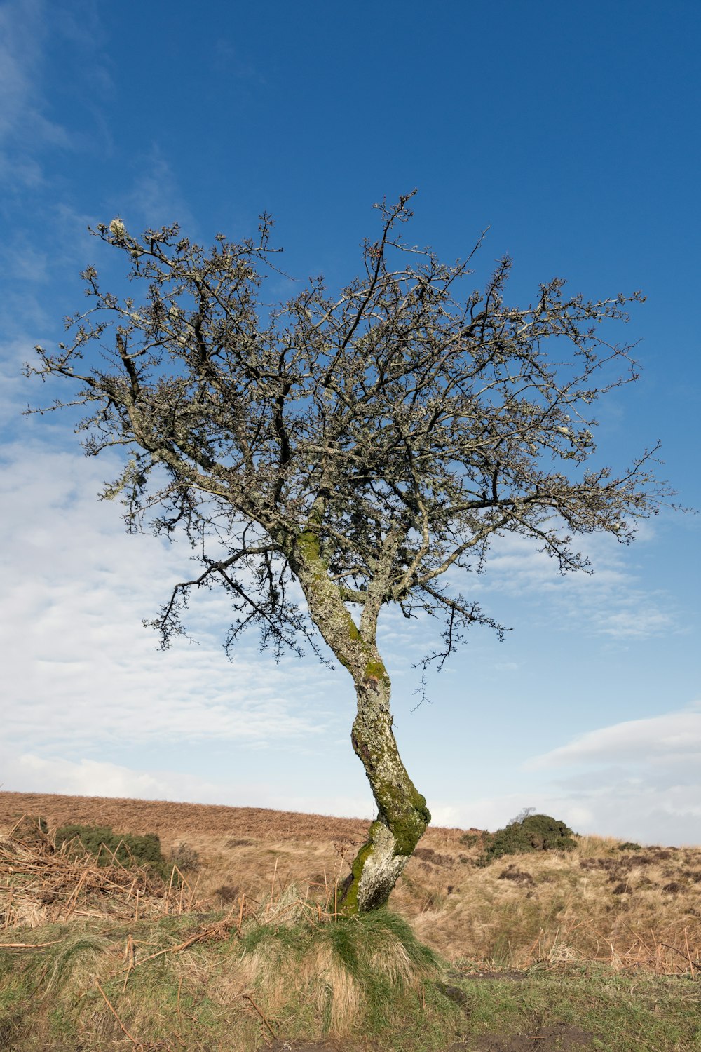 green tree on brown field under blue sky during daytime