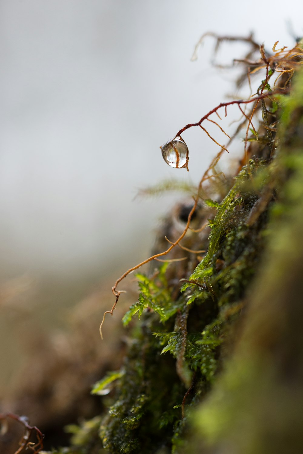 Gotas de agua sobre musgo verde en la lente de cambio de inclinación