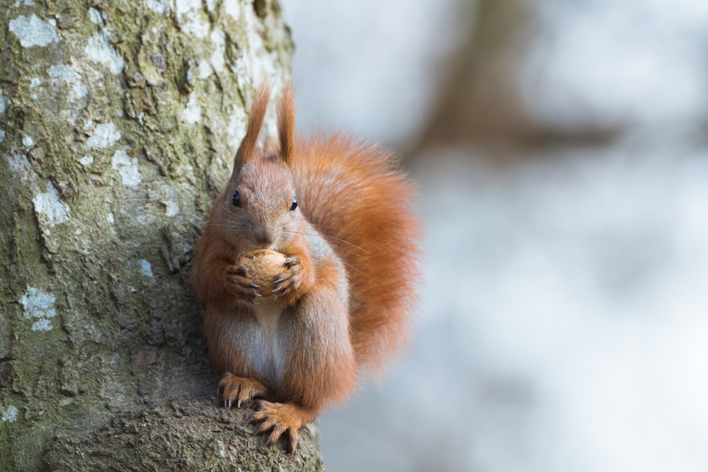 brown squirrel on brown tree trunk during daytime