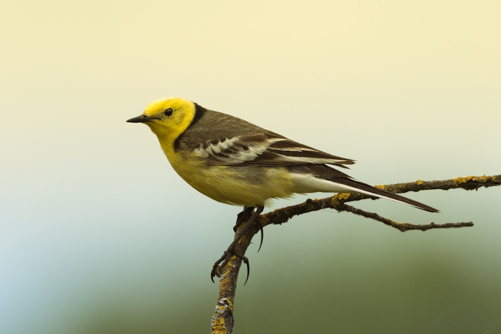 yellow and black bird on brown tree branch