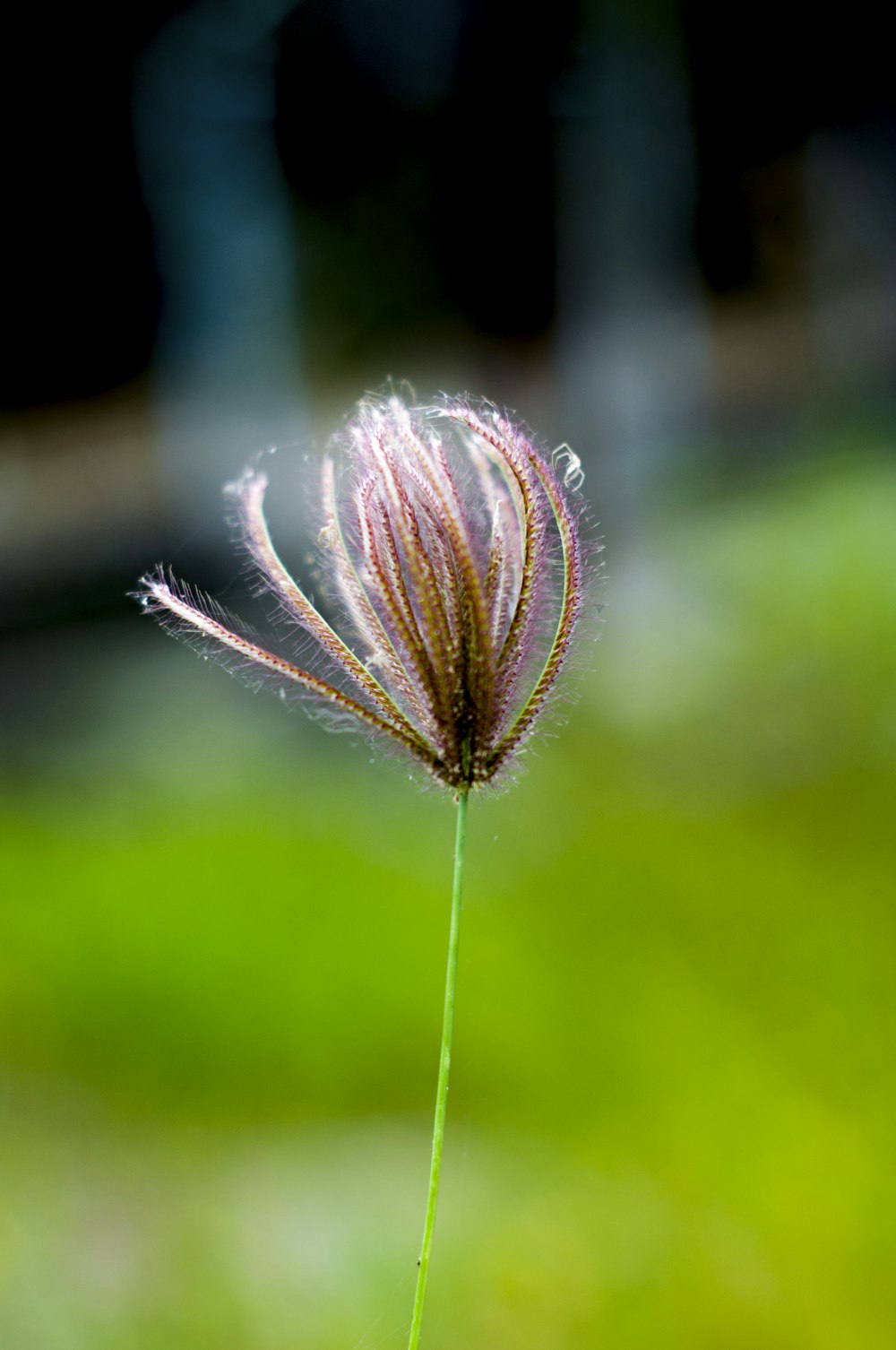 brown and white flower in tilt shift lens