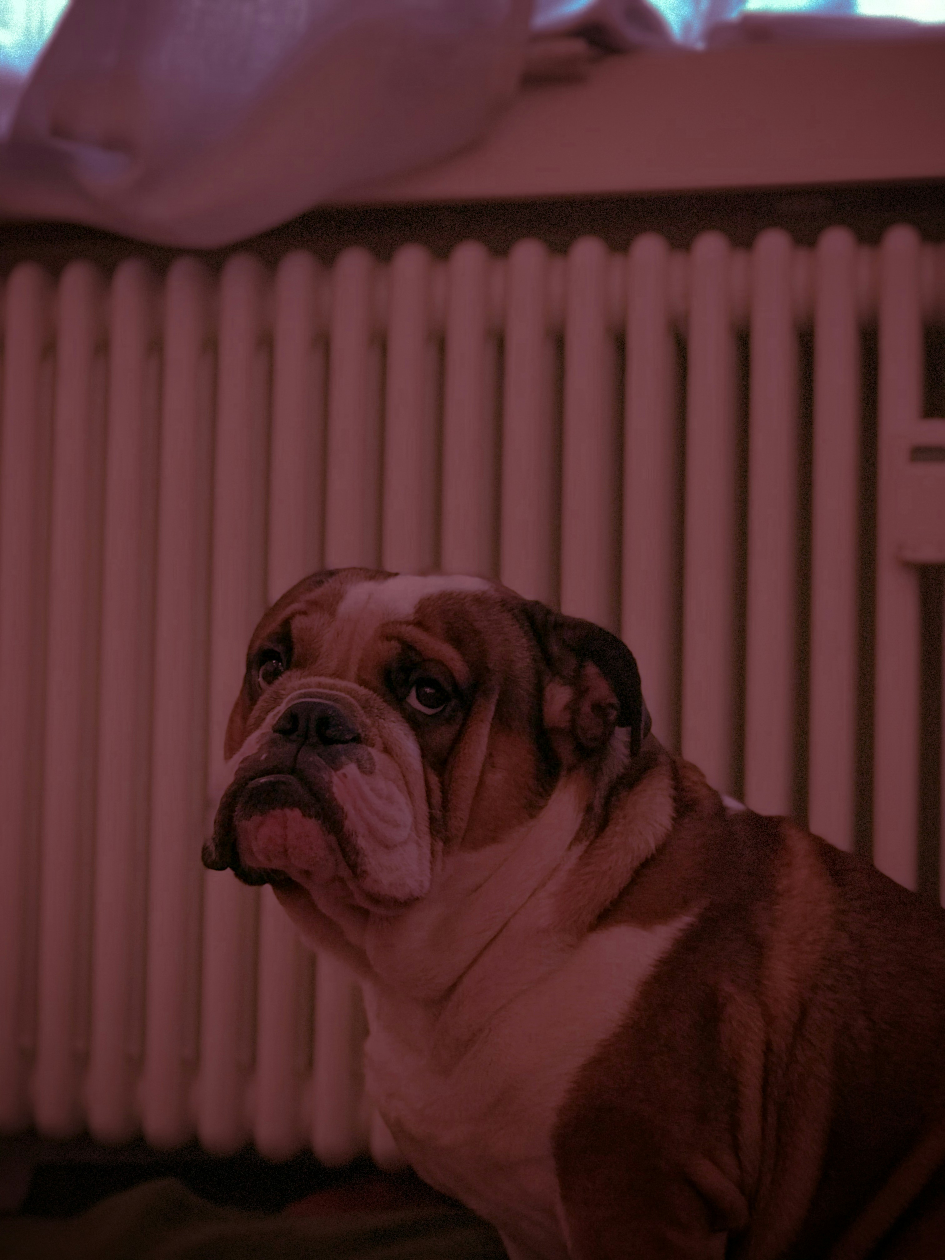 English bulldog with wrinkled face and stocky build sitting calmly