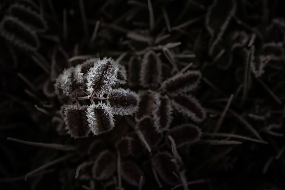 white and gray plant in close up photography