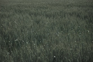 A vast field of dense, mature wheat plants extending into the distance. The wheat stalks are tall and green, with grain heads showing signs of ripeness.