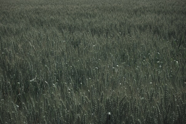 A vast field of dense, mature wheat plants extending into the distance. The wheat stalks are tall and green, with grain heads showing signs of ripeness.