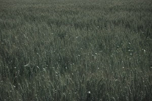 Lucina Pšenica Blanket