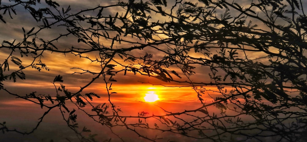 silhouette of bare tree during sunset