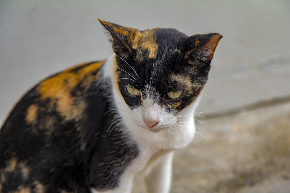 black and white cat on brown sand