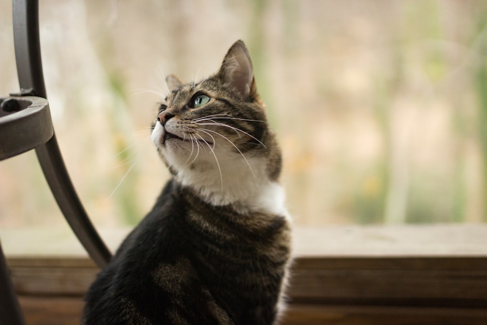 brown tabby cat on brown wooden table