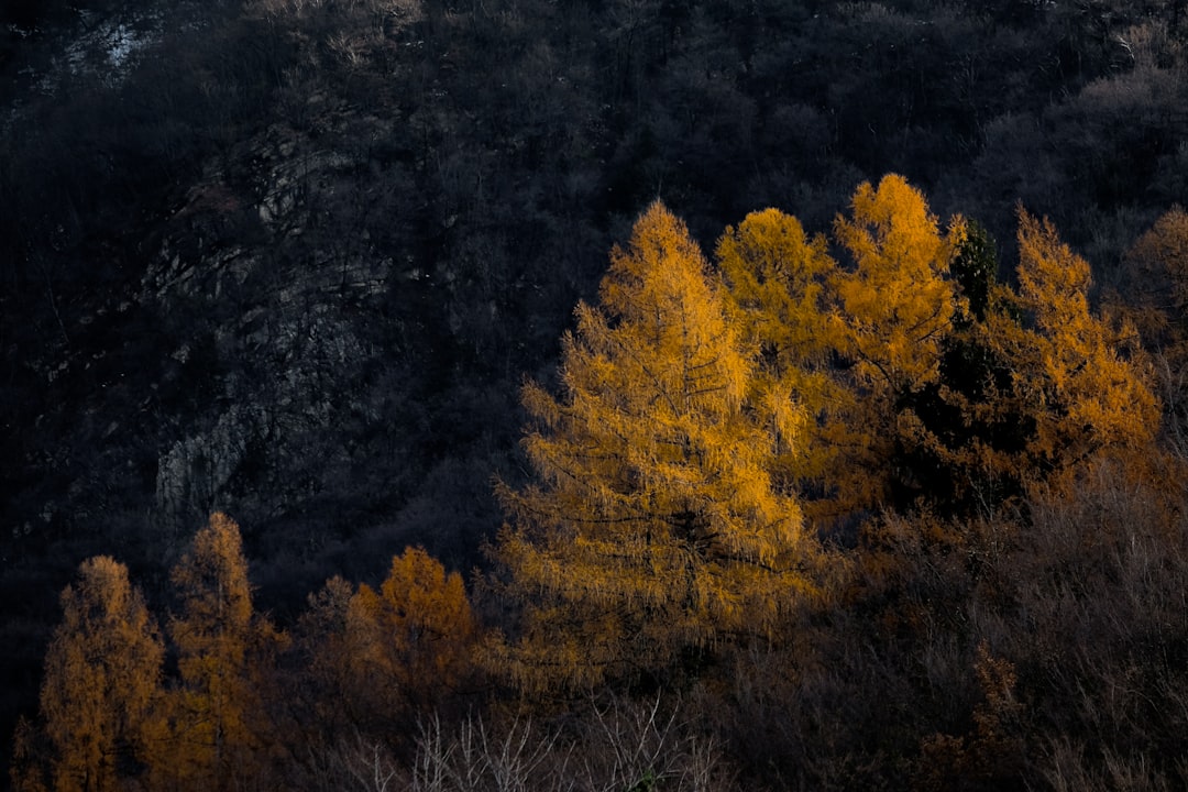 yellow and green trees during daytime