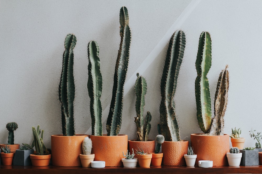 a row of potted plants on a shelf