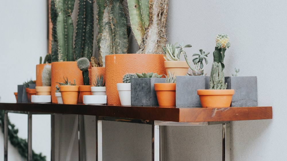 green potted plants on brown wooden table