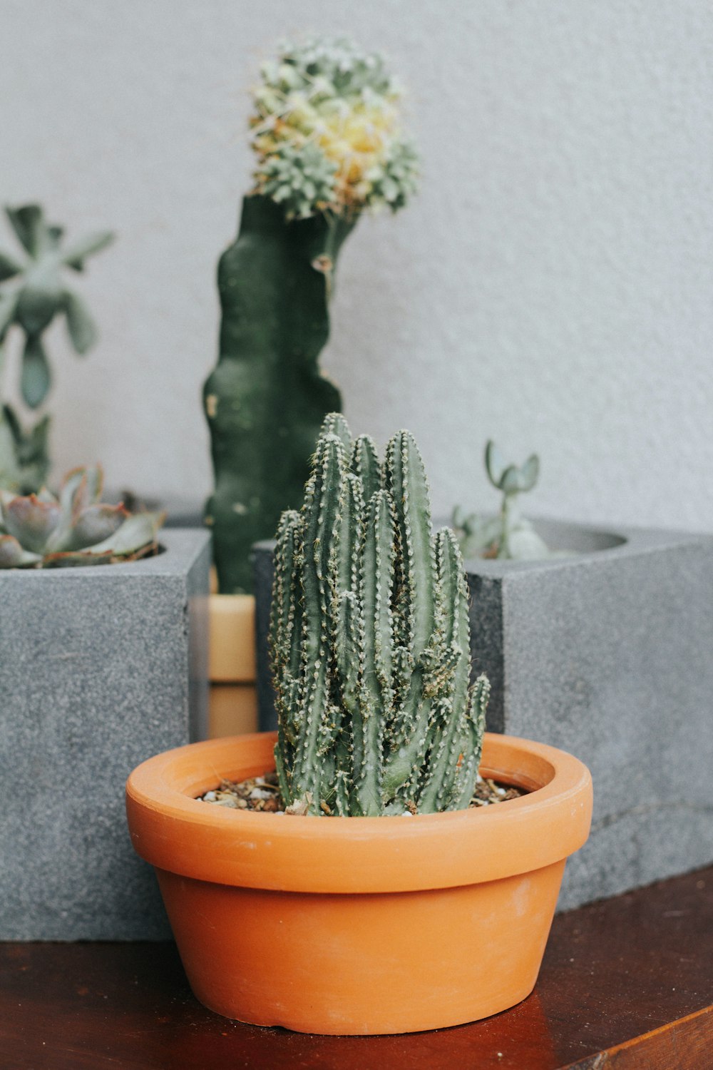 green cactus plant on brown clay pot