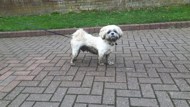 A small, fluffy dog with a muddy coat stands on a paved path, holding a leash. The background features a grassy edge and a brick wall.