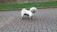 A small, fluffy dog with a muddy coat stands on a paved path, holding a leash. The background features a grassy edge and a brick wall.