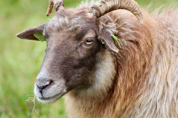Close-up of a healthy, well-raised sheep ready for sacrifice, highlighting its strong build and calm eyes.