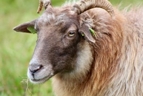 Close-up of well-fed live sheep imported from Spain, standing calmly in the yard.