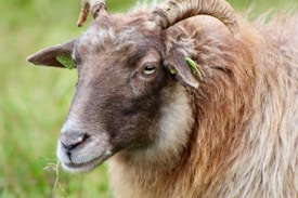 A close-up view of a brown and white sheep with curved horns and ear tags, displaying a calm and peaceful demeanor. The background is a blurred green field, indicating a natural outdoor setting.