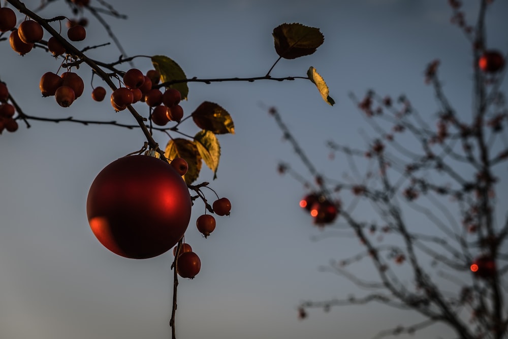 palline rosse sul ramo marrone dell'albero durante il giorno