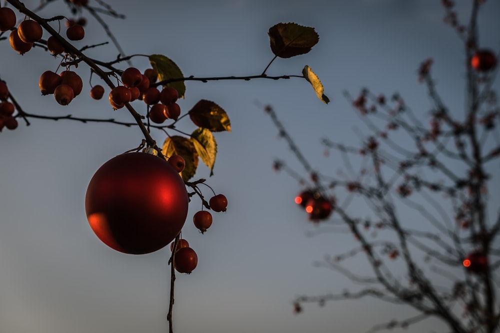red baubles on brown tree branch during daytime