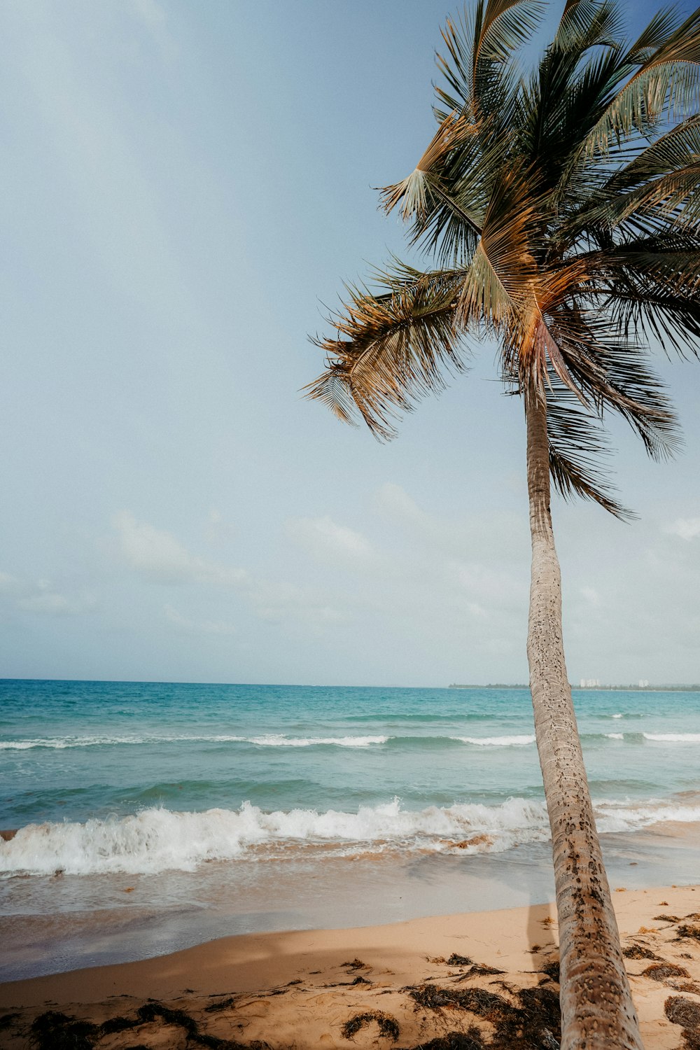 palm tree on beach shore during daytime