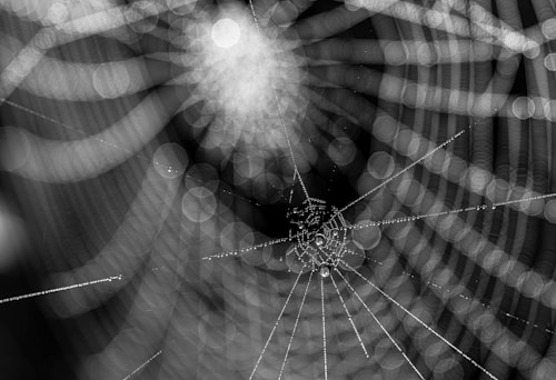 A close-up view of a spider web glistening with dew droplets, creating a pattern of radial lines and circular bokeh effects in a monochromatic color scheme. The background is blurred, enhancing the focus on the intricate details and reflections on the web.