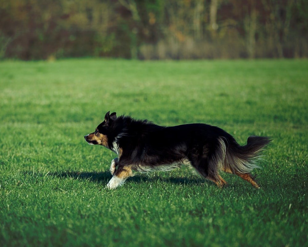 black and white long coated dog running on green grass field during daytime