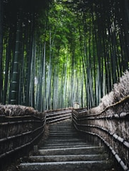 brown wooden bridge in the woods