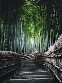 brown wooden bridge in the woods