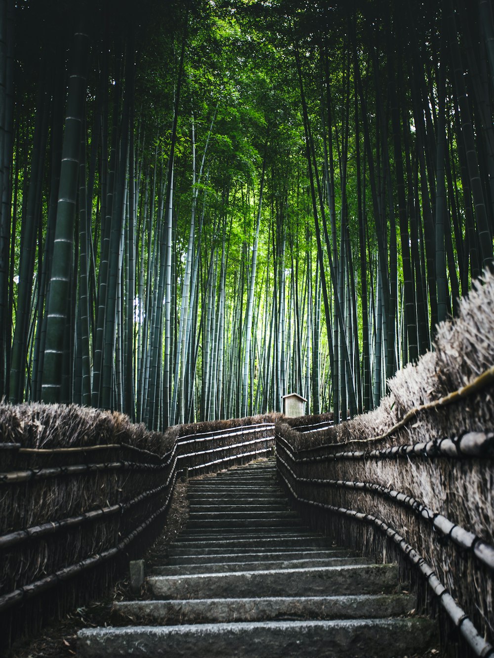 Puente de madera marrón en el bosque