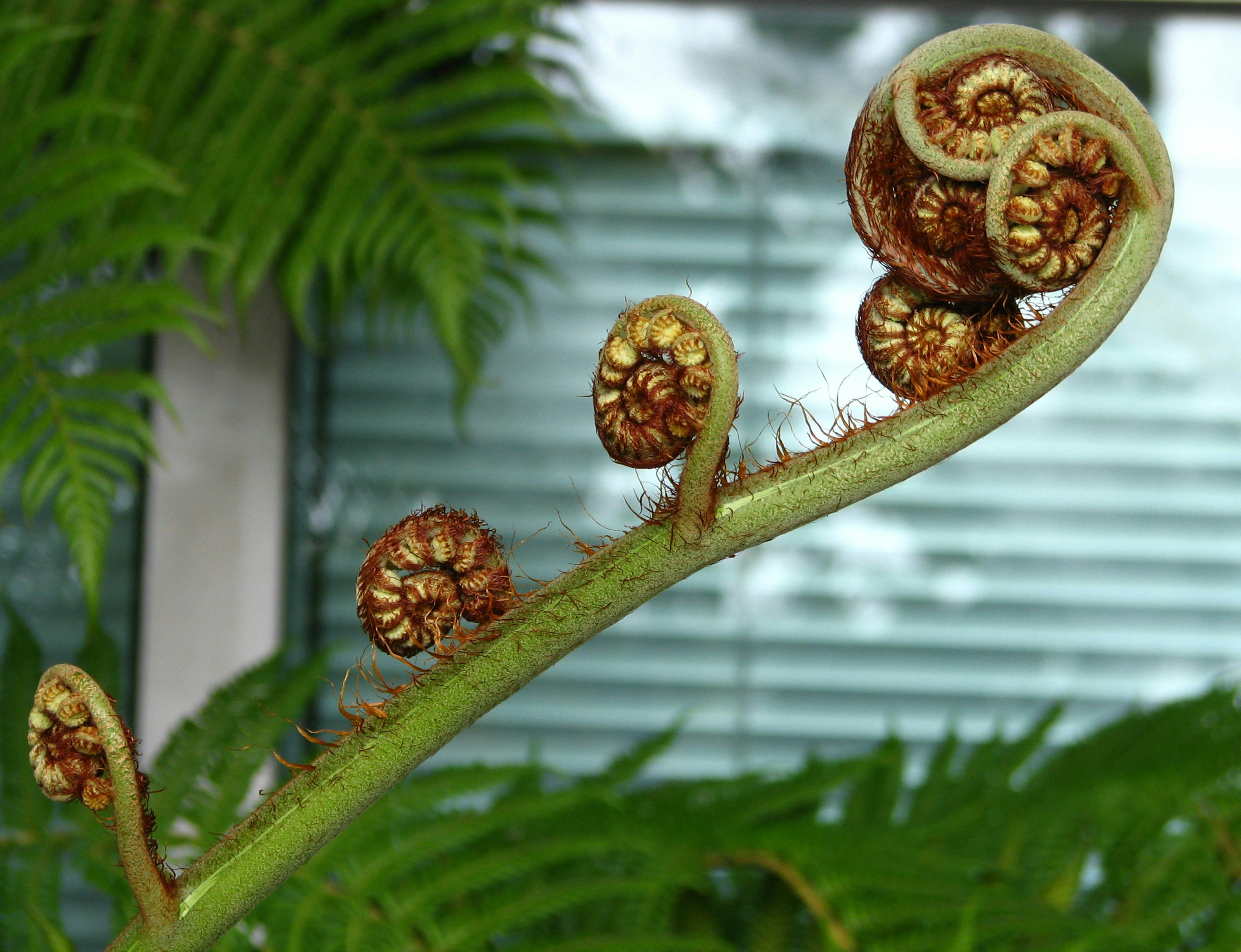 Brown pine cone on green plant