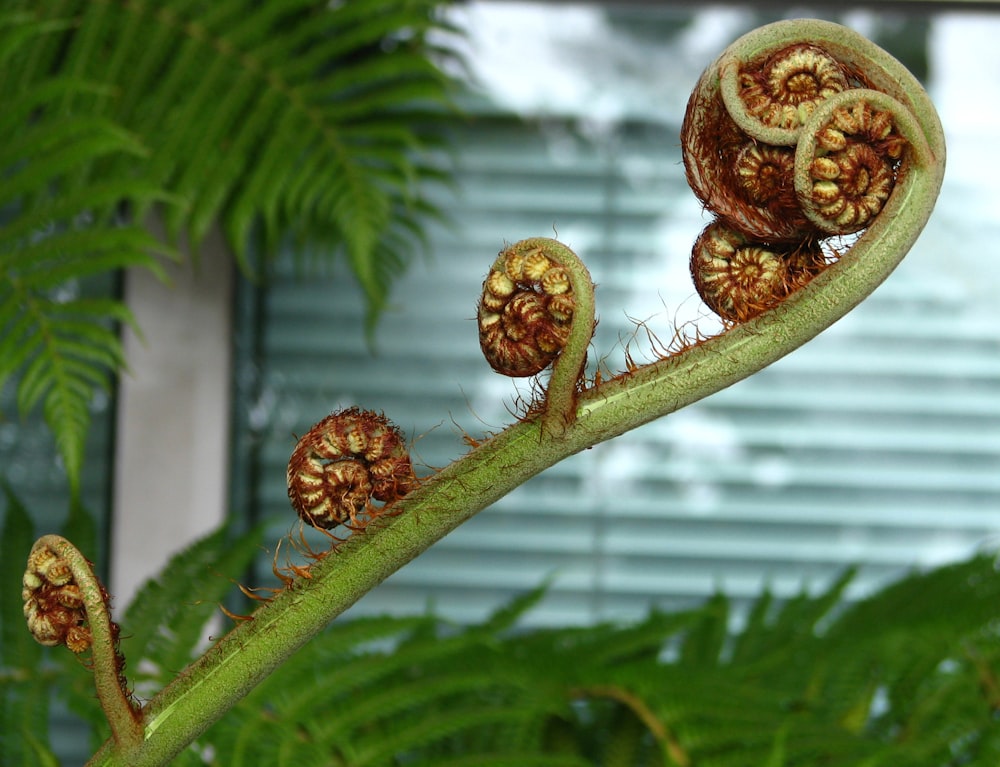 緑の植物に茶色の松ぼっくり