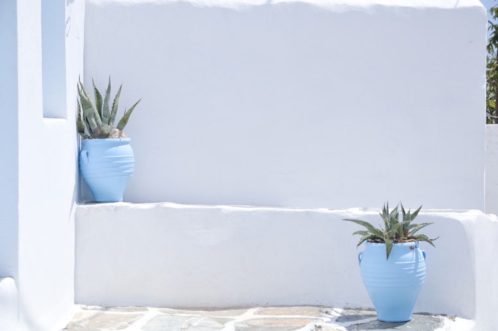 green potted plant on white concrete wall