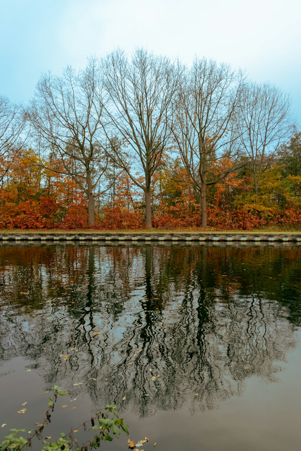 brown trees beside river during daytime