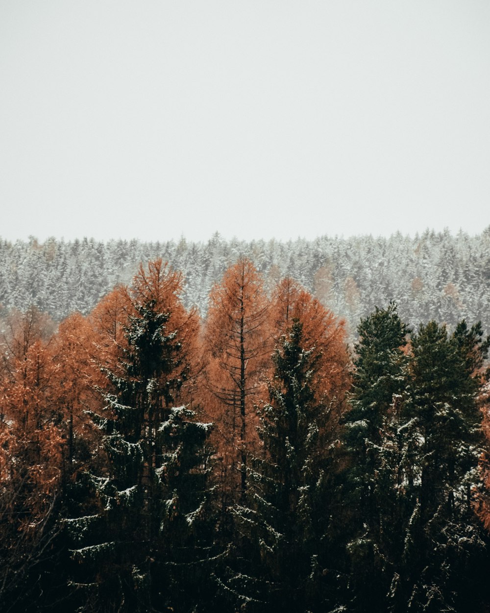 brown and green trees under white sky during daytime