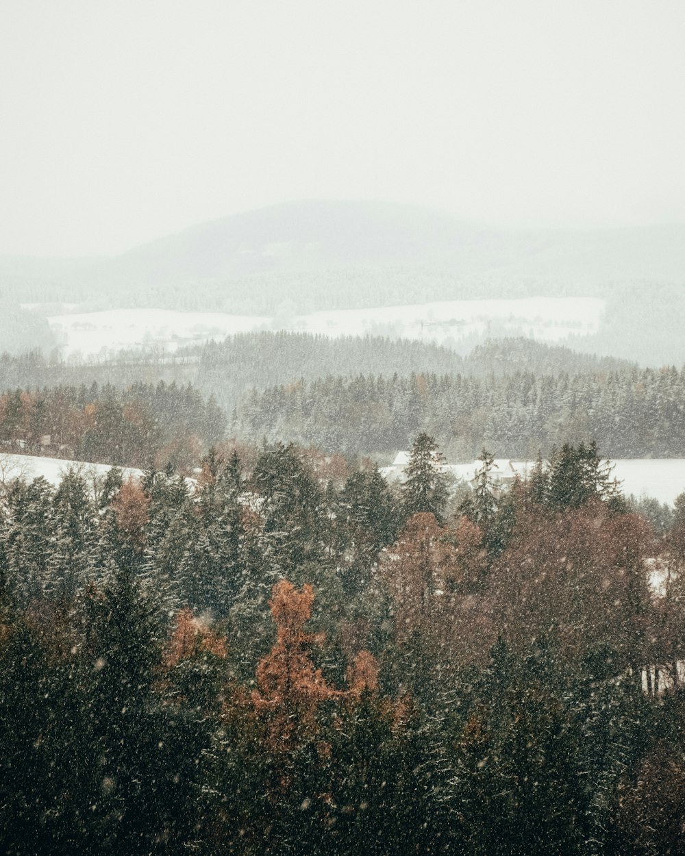 green and brown trees under white sky during daytime