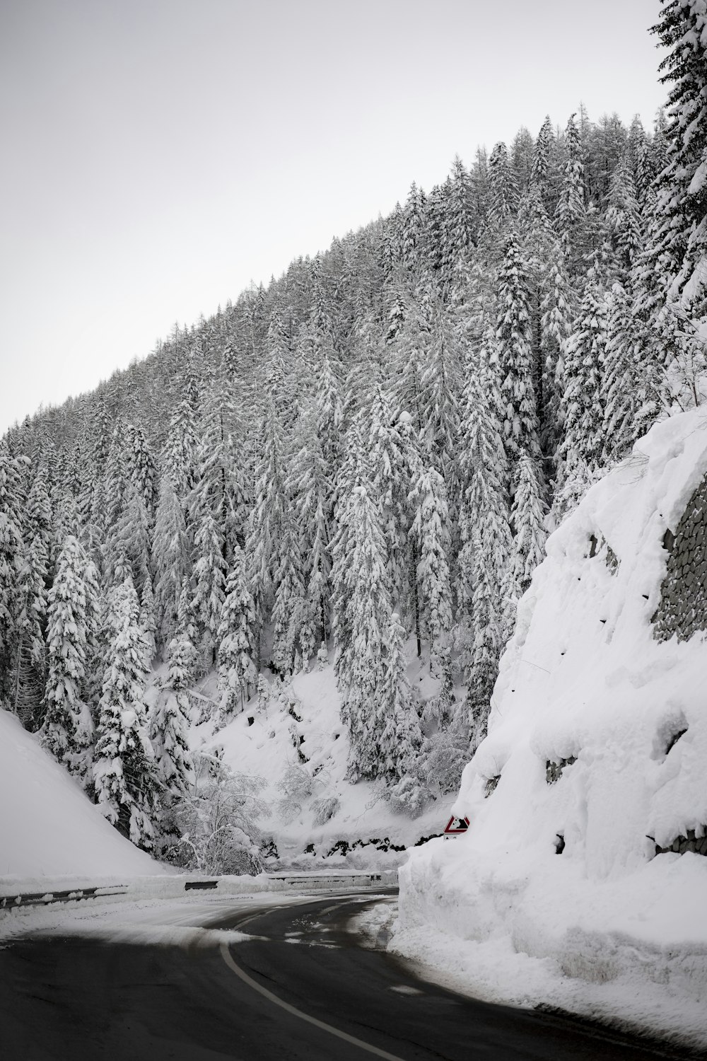 green pine trees covered with snow