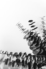 gray scale photo of plant
