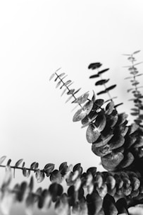 gray scale photo of plant