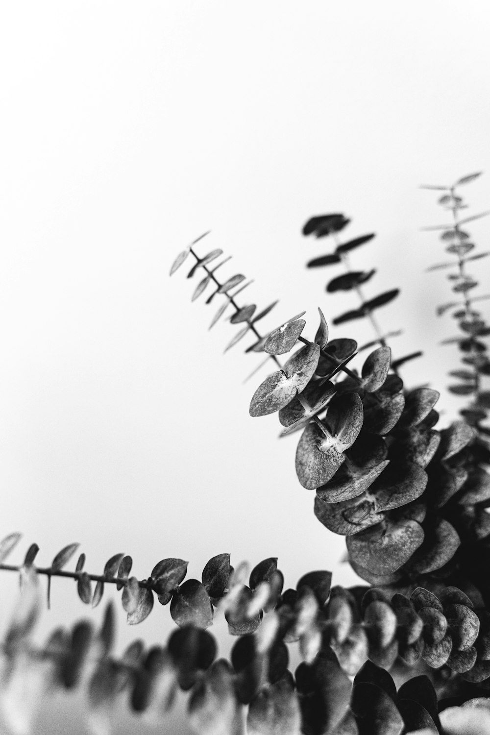 gray scale photo of plant