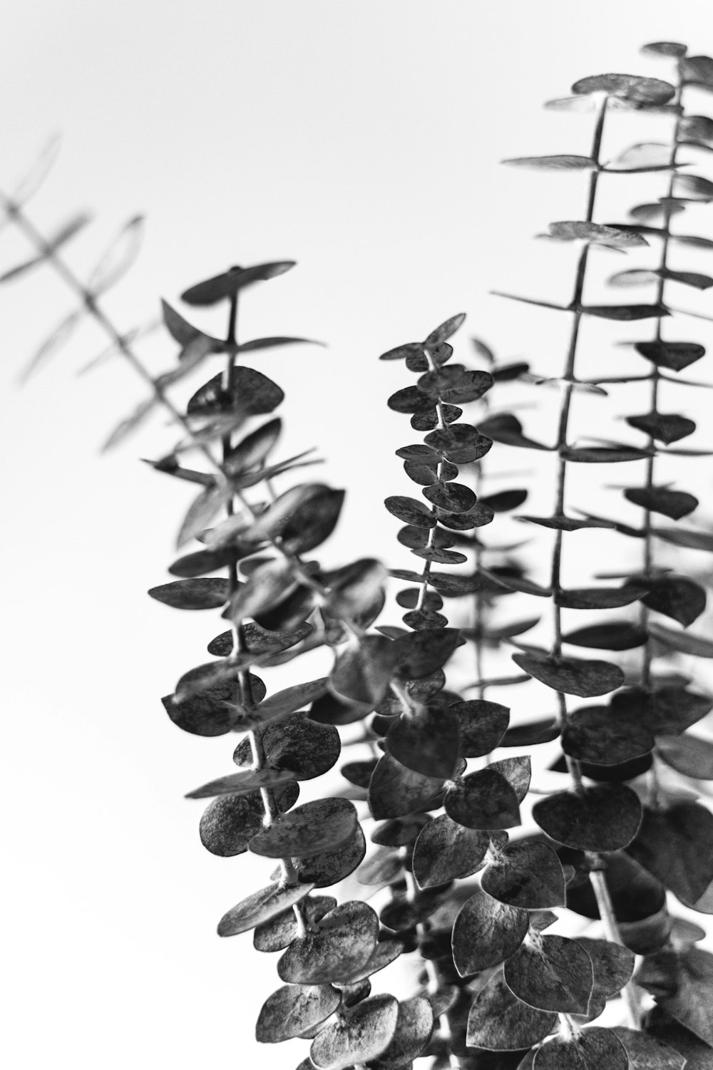 black and white plant stem